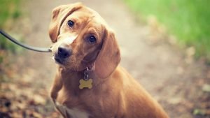 Côté chiens