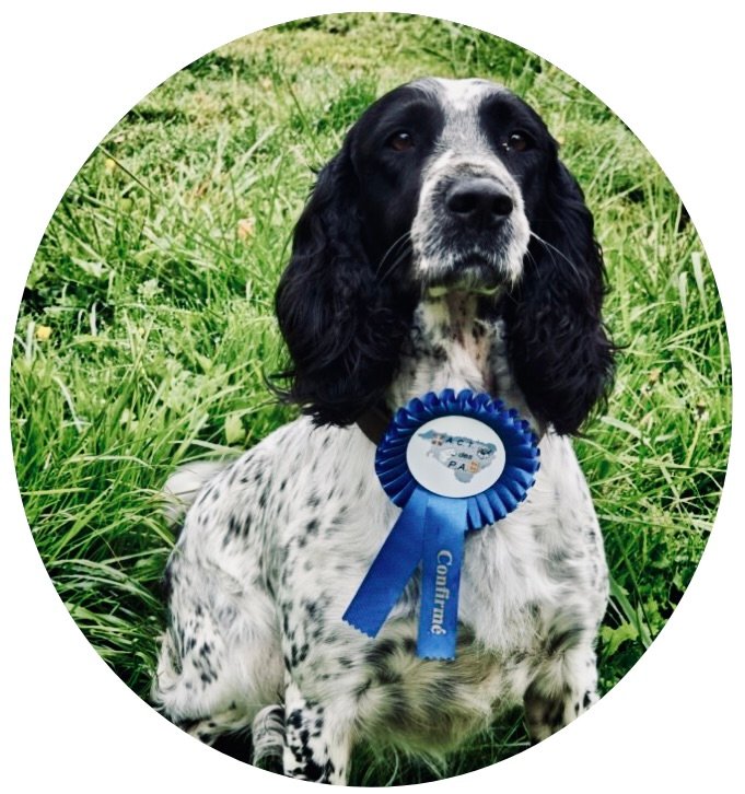 Skadi Springer Spaniel 
