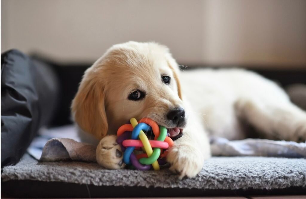 Education du chiot