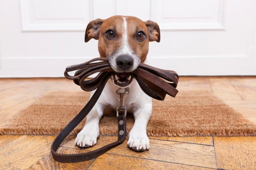 Rééduquer son chien
