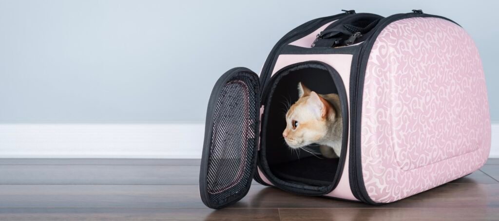 Préparer le trajet en voiture de son chat