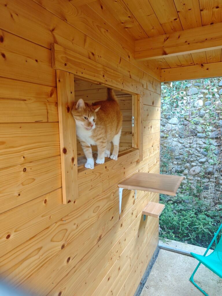 Bien être des chats