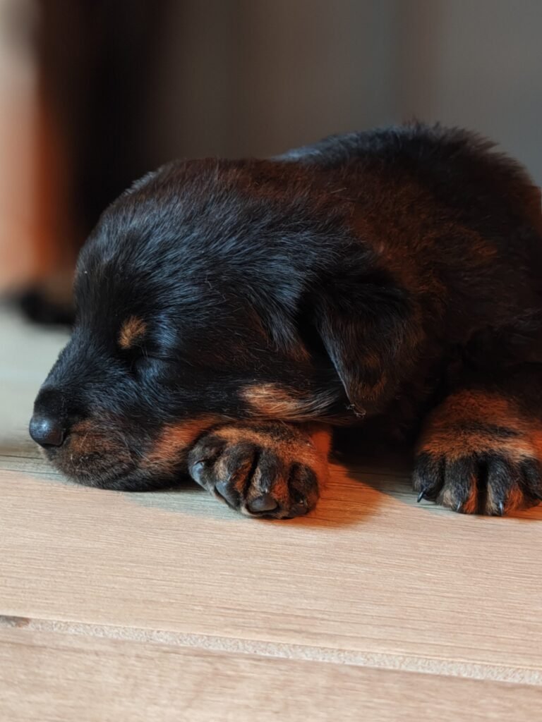 chiot beauceron